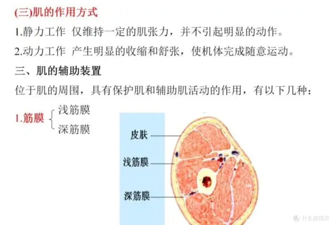 筋膜槍怎么選？不容錯(cuò)過的五款產(chǎn)品，入手不虧